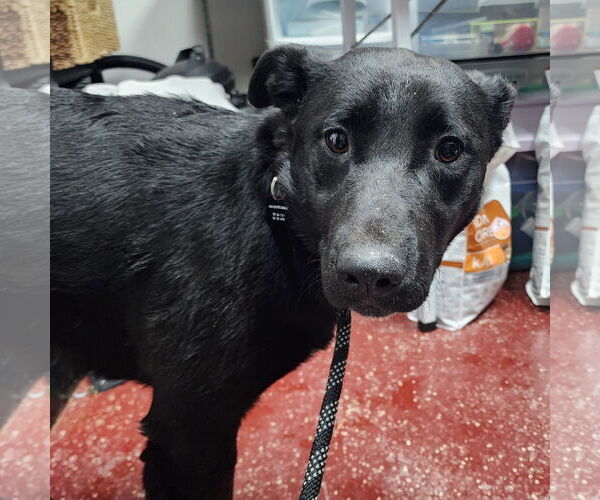 Medium Photo #31 Pointer-Unknown Mix Puppy For Sale in Fargo, ND, USA