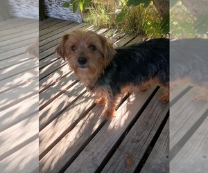 Mother of the Yorkshire Terrier puppies born on 09/09/2025