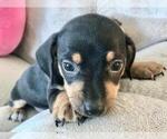 Small Photo #1 Chiweenie Puppy For Sale in SHILOH, OH, USA