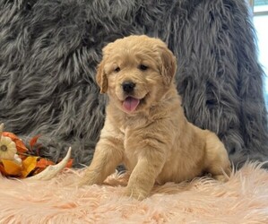 Golden Retriever Puppy for sale in WILLARD, WI, USA