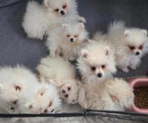 Pomeranian Puppy for Sale in OAK RIDGE, Tennessee USA