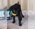 Small #1 Cairn Terrier