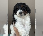 Puppy Cheesecake Bernedoodle mix (+ Poodle Standard)