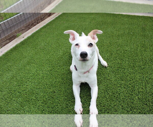 Medium Photo #2 Jack Russell Terrier Puppy For Sale in Chestertown, MD, USA