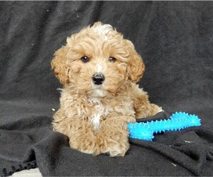 Maltipoo-Poodle (Standard) Mix Puppy for sale in FREDERICKSBURG, OH, USA