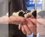 Small #2 Cavapoo (Miniature)