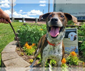 Mountain Cur-Unknown Mix Dogs for adoption in Monterey, VA, USA
