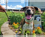 Small Mountain Cur Mix