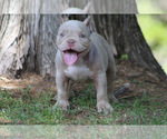 Small Photo #9 American Bully Puppy For Sale in MOUNT OLIVE, AL, USA