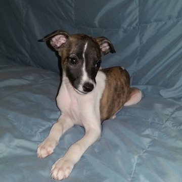 Medium Photo #1 Whippet Puppy For Sale in AUSTIN, TX, USA