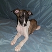Small Photo #1 Whippet Puppy For Sale in AUSTIN, TX, USA