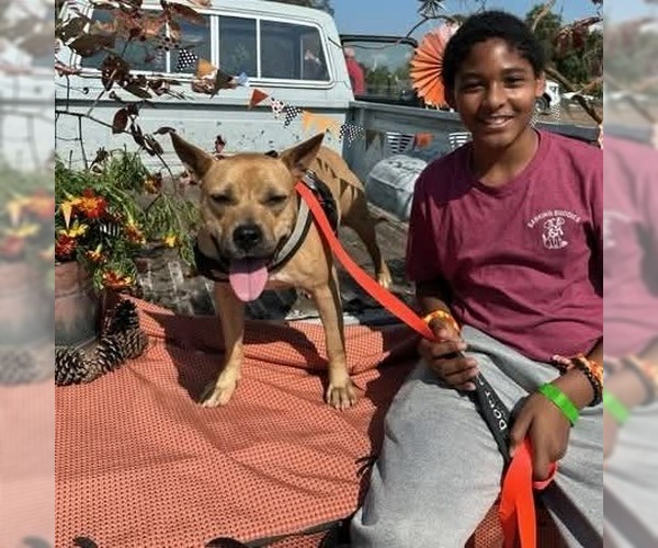 Medium Photo #8 American Staffordshire Terrier-Carolina Dog Mix Puppy For Sale in Rockaway, NJ, USA