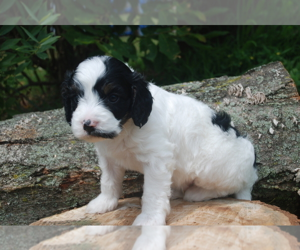 Medium Photo #3 Cavapoo Puppy For Sale in HADLEY, PA, USA