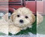Small Photo #2 Zuchon Puppy For Sale in CANOGA, NY, USA