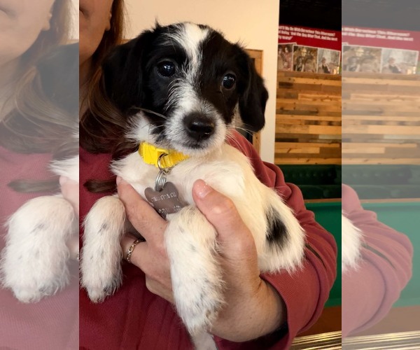 Medium Photo #1 Dachshund-Unknown Mix Puppy For Sale in Holly Springs, NC, USA