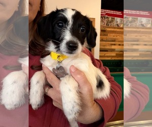 Dachshund-Unknown Mix Dogs for adoption in Holly Springs, NC, USA