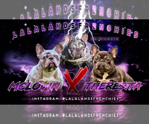 French Bulldog Puppy for sale in PROVIDENCE, RI, USA