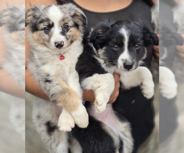 Medium Photo #12 Miniature Australian Shepherd Puppy For Sale in ADAIR VILLAGE, OR, USA