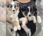 Small #11 Miniature Australian Shepherd