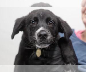 Labrador Retriever-Unknown Mix Dogs for adoption in Mountain Home, AR, USA