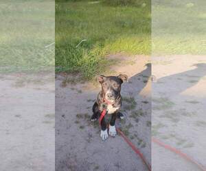 Medium American Pit Bull Terrier-Labrador Retriever Mix