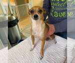 Small Chihuahua Mix