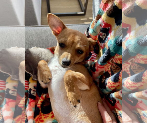 Medium Photo #4 Chihuahua Puppy For Sale in San Diego, CA, USA