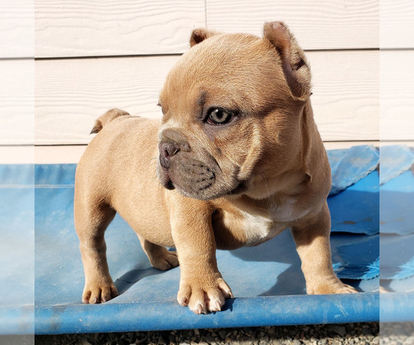 Medium Photo #4 American Bully Puppy For Sale in PASCO, WA, USA