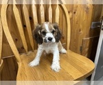 Small #4 Cocker Spaniel