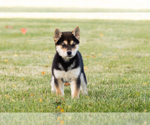 Medium Photo #12 Shiba Inu Puppy For Sale in MILLERSBURG, IN, USA