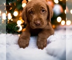 Image preview for Ad Listing. Nickname: Lab puppies