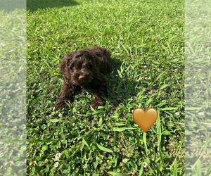 Cockapoo Puppy for Sale in BLUE MOUNTAIN, Mississippi USA