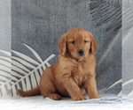 Small Photo #4 Golden Retriever Puppy For Sale in GORDONVILLE, PA, USA