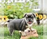 Small #3 French Bulldog