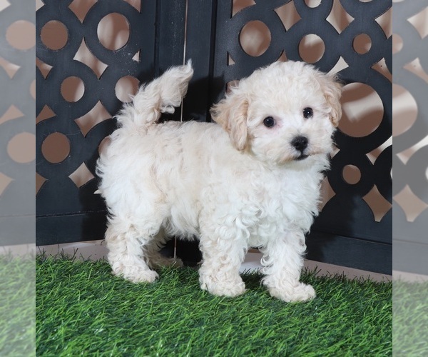 Medium Photo #1 Bichpoo Puppy For Sale in MOUNT VERNON, OH, USA