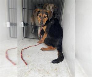 Shepradors Dogs for adoption in Houston, TX, USA