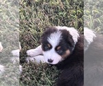 Small #5 Australian Shepherd