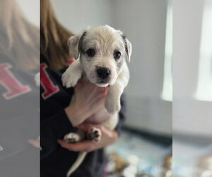 Ladybirds :  Dulce - Female Australian Shepherd-Catahoula Leopard Dog Mix Dog for Adoption - Photo #4
