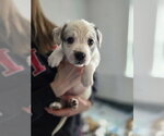Small #3 Australian Shepherd-Catahoula Leopard Dog Mix