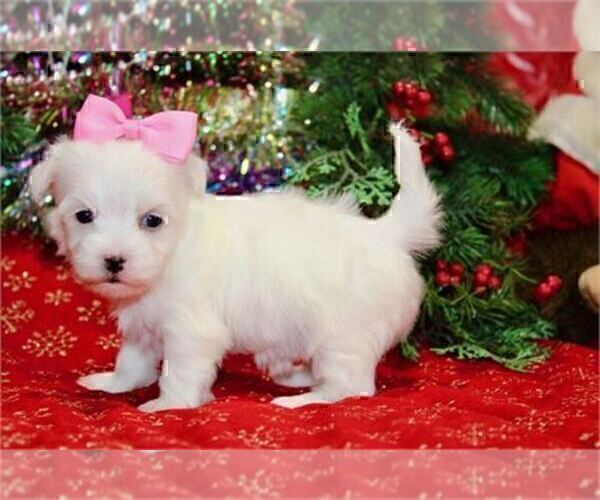 Medium Photo #16 Maltese Puppy For Sale in BEVERLY HILLS, CA, USA