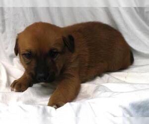 German Shepherd Dog-Unknown Mix Dogs for adoption in Thief River Falls, MN, USA
