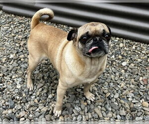 Pug Dogs for adoption in Santa Cruz, CA, USA