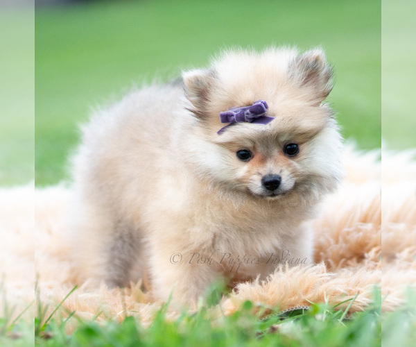 Medium Photo #90 Pomeranian Puppy For Sale in WARSAW, IN, USA