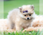 Small Photo #90 Pomeranian Puppy For Sale in WARSAW, IN, USA