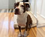 Small #4 American Pit Bull Terrier