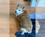 Small #22 Chi-Corgi