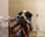 Small #2 Yorkshire Terrier