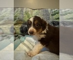 Puppy Freddie Australian Shepherd
