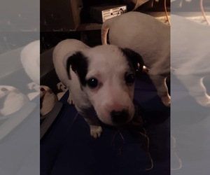 Rat Terrier Puppy for sale in ARMSTRONG, IA, USA