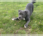 Small Photo #30 American Bully Puppy For Sale in OVERLAND, KS, USA
